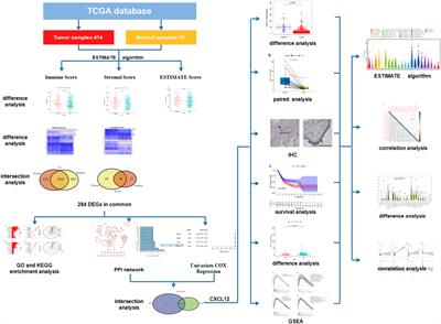 CXCL12, a potential modulator of tumor immune microenvironment (TIME) of bladder cancer: From a comprehensive analysis of TCGA database